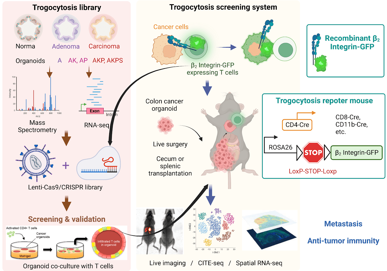 Trogocytosis research pipeline diagram